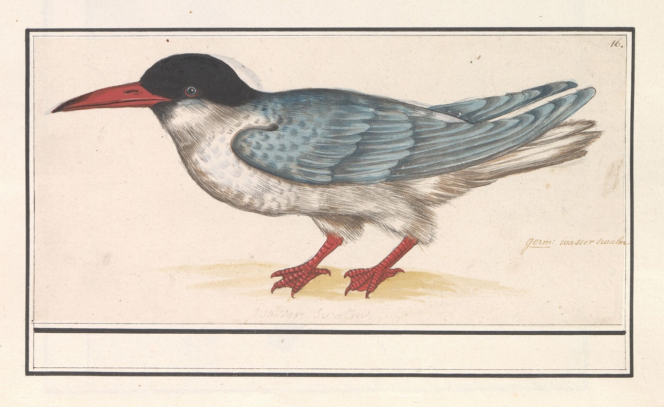 Anselmus Boëtius de Boodt - Visdief (Sterna hirundo)