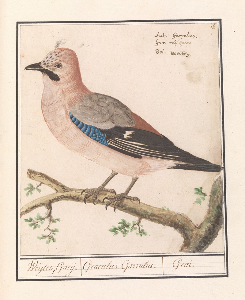 Anselmus Boëtius de Boodt - Vlaamse gaai (Garrulus glandarius).