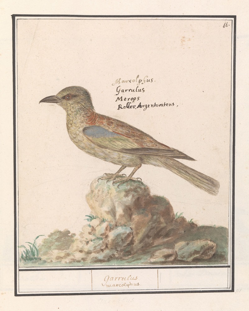 Anselmus Boëtius de Boodt - Vlaamse Gaai (Garrulus glandarius)