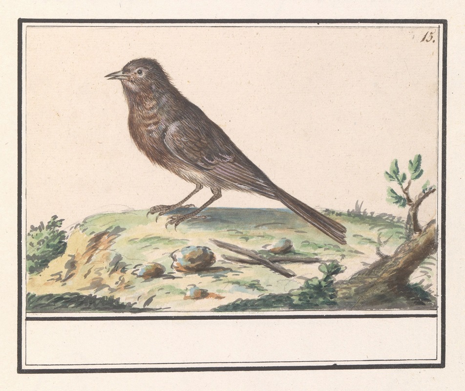 Anselmus Boëtius de Boodt - Vogel (onbekend).