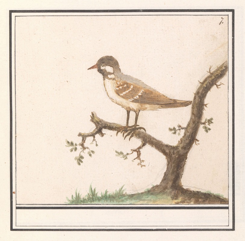 Anselmus Boëtius de Boodt - Vogel (onbekend)