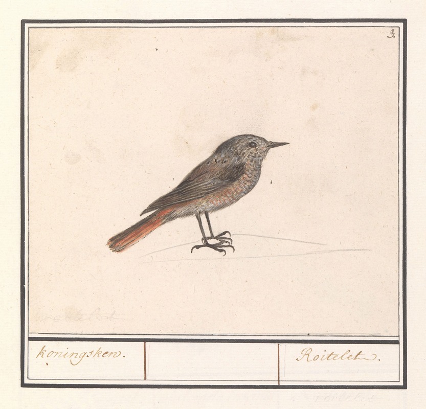 Anselmus Boëtius de Boodt - Vogeltje, mogelijk een winterkoninkje (Troglodytes troglodytes).