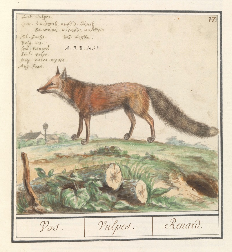 Anselmus Boëtius de Boodt - Vos (Vulpes vulpes) Vos. Vulpes. Renard