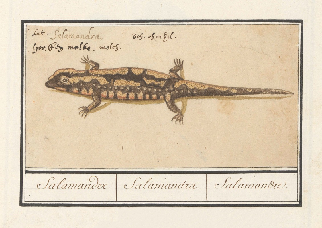 Anselmus Boëtius de Boodt - Vuursalamander (Salamandra salamandra) Salamander. Salamandra. Salamandre.