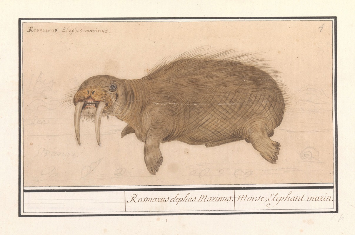 Anselmus Boëtius de Boodt - Walrus (Odobenus rosmarus) Rosmarcus elephas Marinus. Morse, Elephant marin