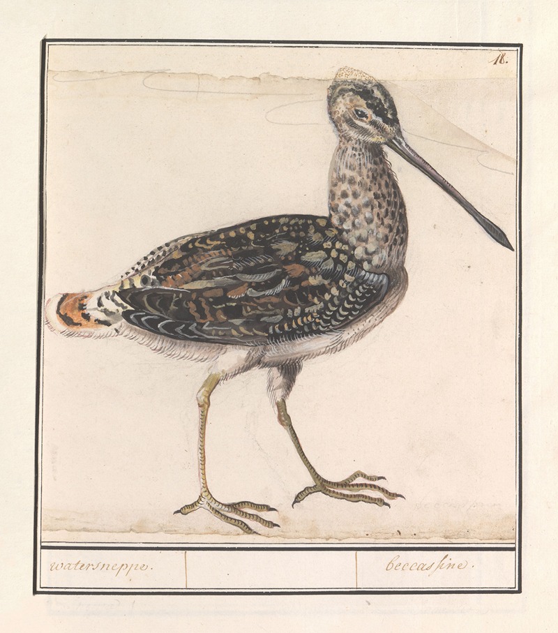 Anselmus Boëtius de Boodt - Watersnip (Gallinago gallinago)