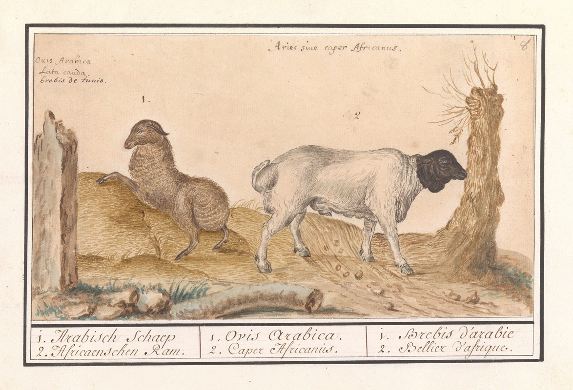 Anselmus Boëtius de Boodt - Wild schaap (Ovis) en Afrikaanse geit (Capra) 1. Arabisch Schaep 2. Africaenschen Ram.