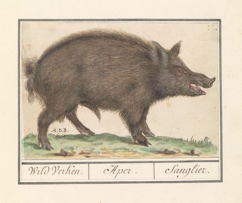 Anselmus Boëtius de Boodt - Wild zwijn (Sus scrofa) Wild verken. Aper. Sanglier.