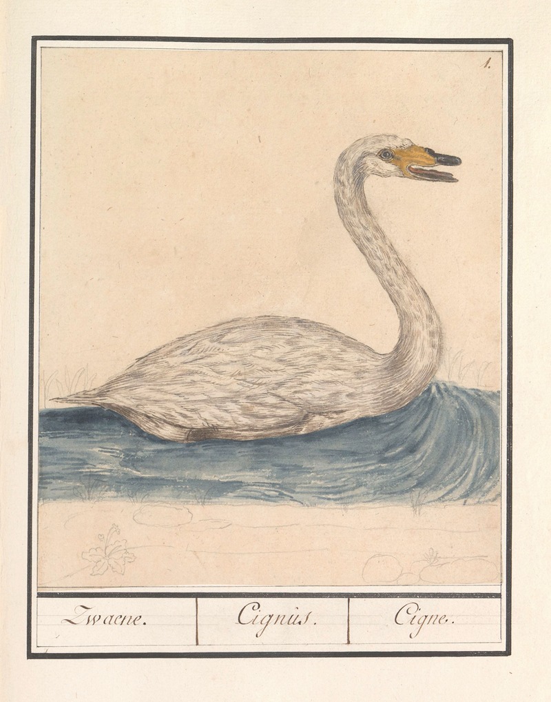 Anselmus Boëtius de Boodt - Wilde zwaan (Cygnus cygnus) Zwaene. Cignus. Cigne.