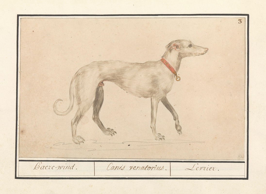 Anselmus Boëtius de Boodt - Windhond (Canis lupus familiaris) Haeze-wind. Canis Venatorius. Levrier