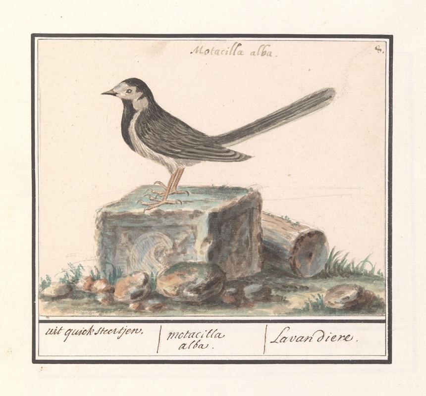 Anselmus Boëtius de Boodt - Witte kwikstaart (Motacilla alba)