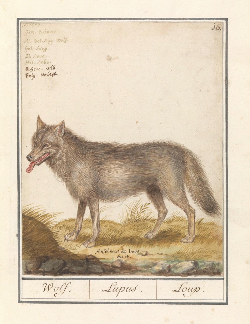 Anselmus Boëtius de Boodt - Wolf (Canis lupus) Wolf. Lupus. Loup.