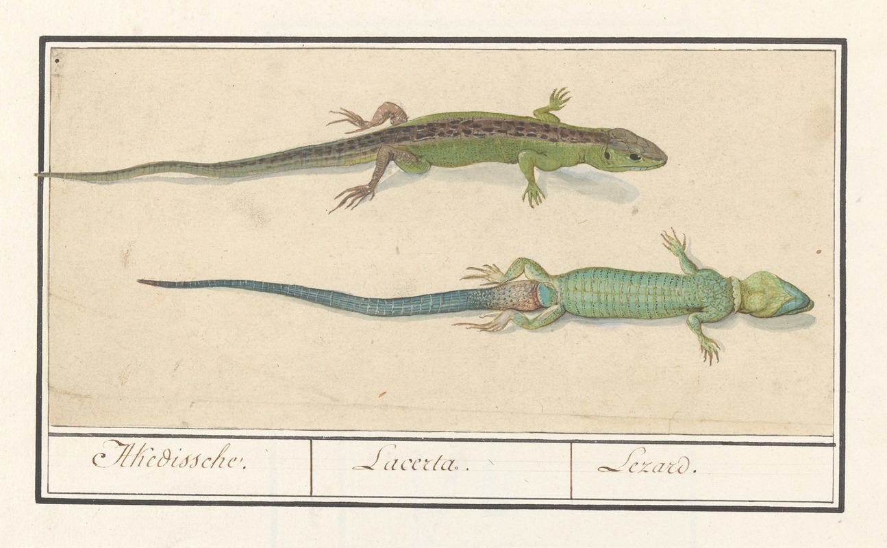 Anselmus Boëtius de Boodt - Zandhagedis (Lacerta agilis) Akedissche. Lacerta. Lezard.