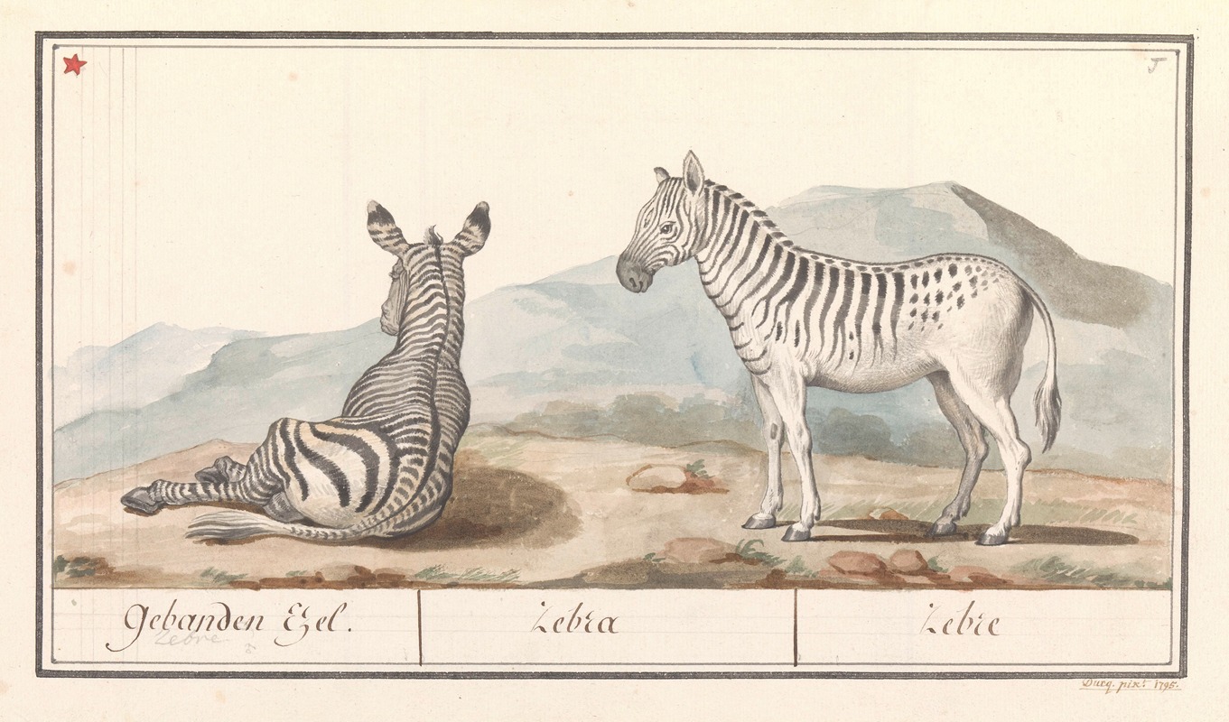 Anselmus Boëtius de Boodt - Zebra (Equus quagga) Gebanden Ezel. Zebra Zebre