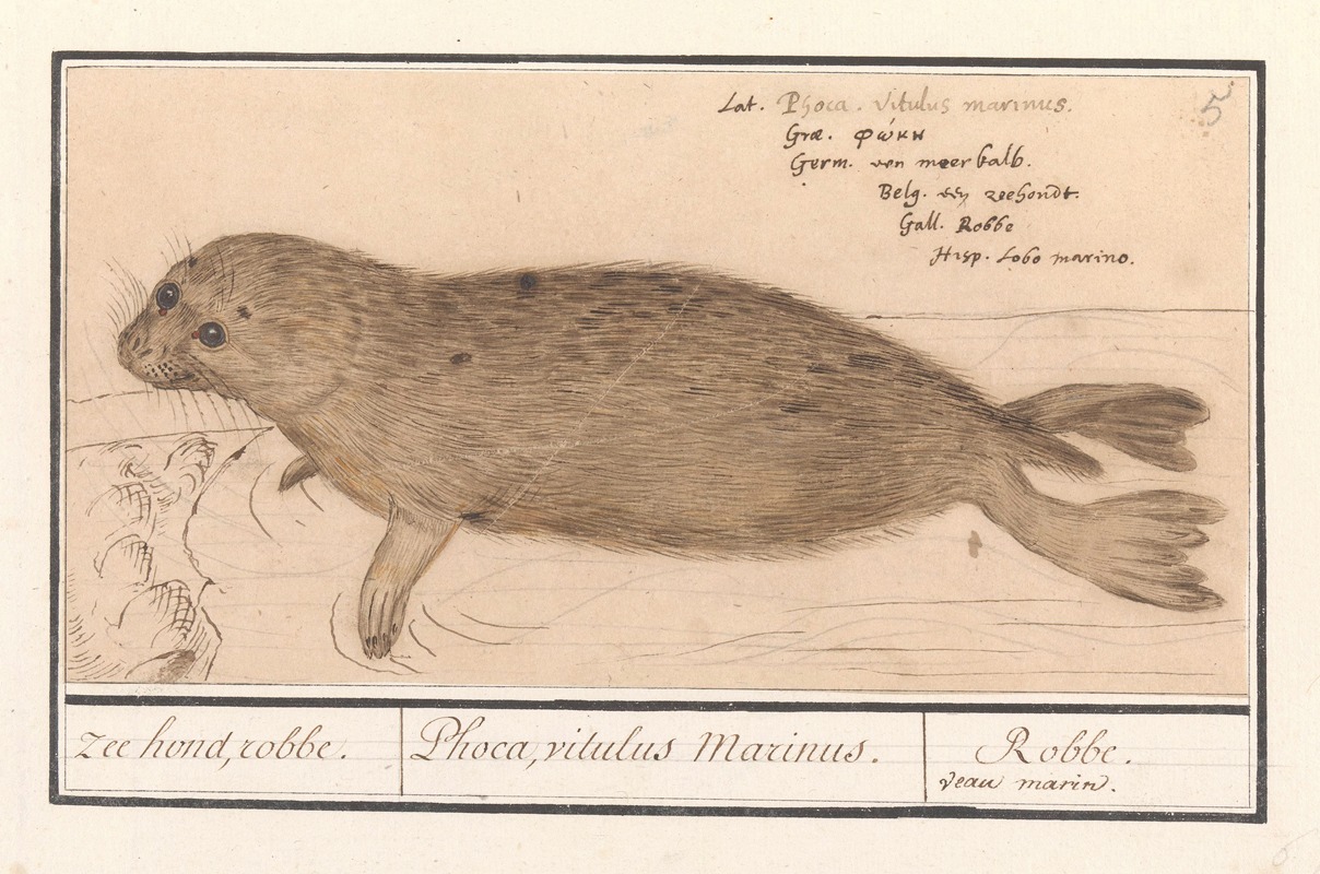 Anselmus Boëtius de Boodt - Zeehond (Phocidae) zee hond, robbe. Phoca, vitulus Marinus. Robbe. veau marin