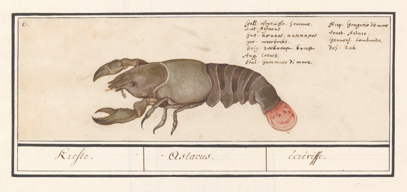 Anselmus Boëtius de Boodt - Zeekreeft (Homarus gammarus) Krefte. Astacus. écréviffe