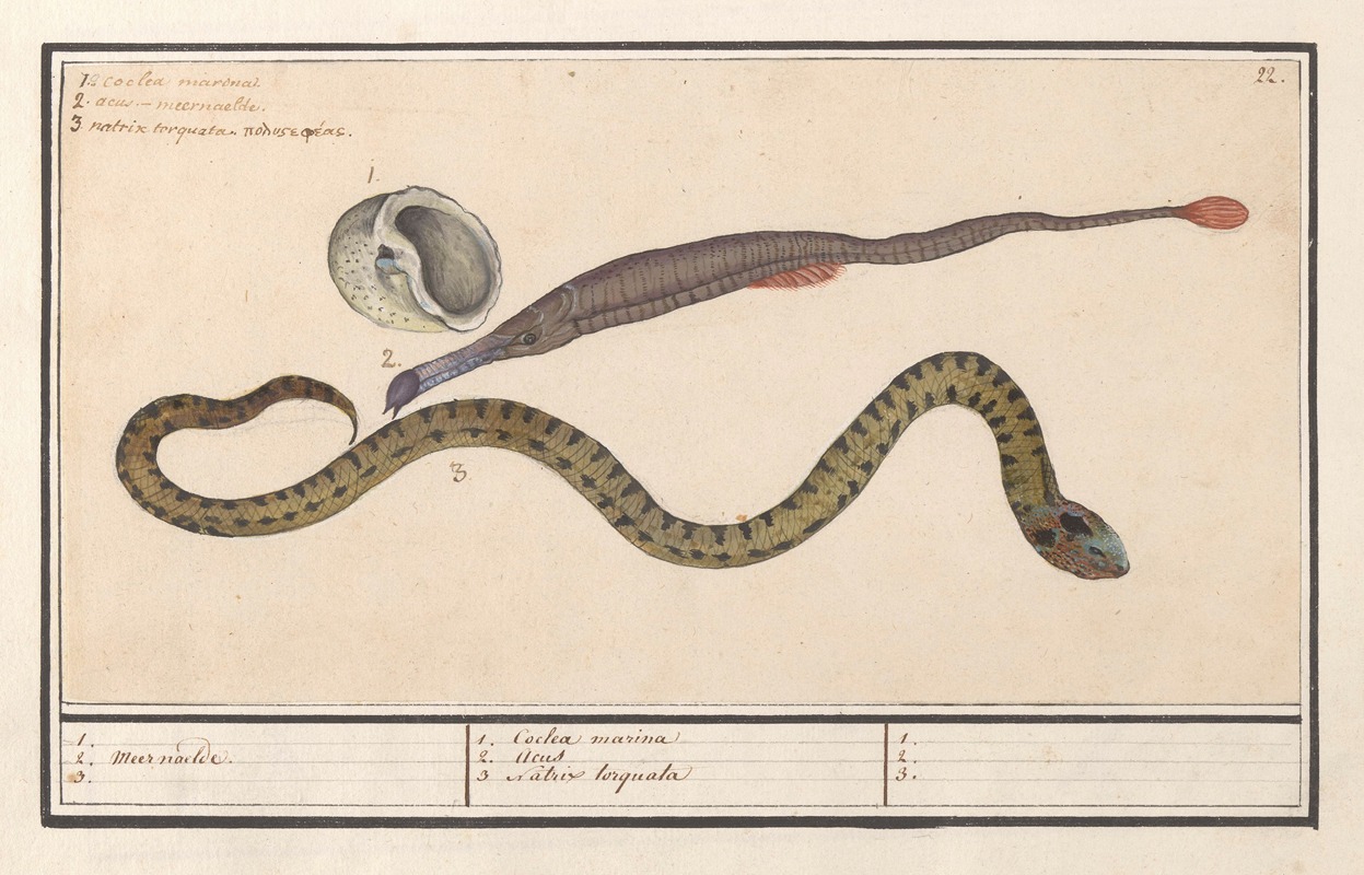 Anselmus Boëtius de Boodt - Zeeschelp, zeenaald (Syngnathus) en waterslang (Natrix) 1. 2. Meer naelde. 3. 1. Coclea marina 2. Acus 3. Natrix torquata 1. 2. 3.