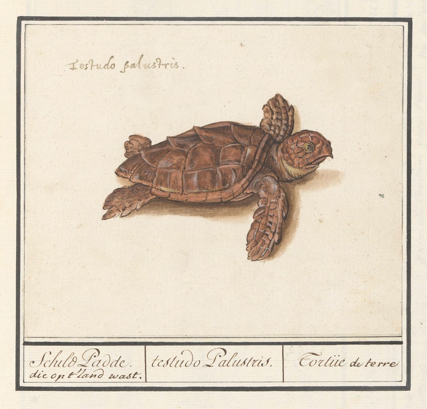 Anselmus Boëtius de Boodt - Zeeschildpad (Cheloniidae) Schild Padde. die op ‘t land wast. testudo Palustris. Tortue de terre