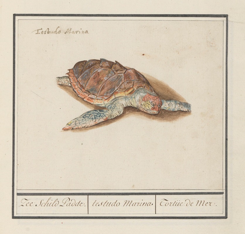 Anselmus Boëtius de Boodt - Zeeschildpad (Cheloniidae) Zee schild Padde. testudo Marina Tortue de Mer