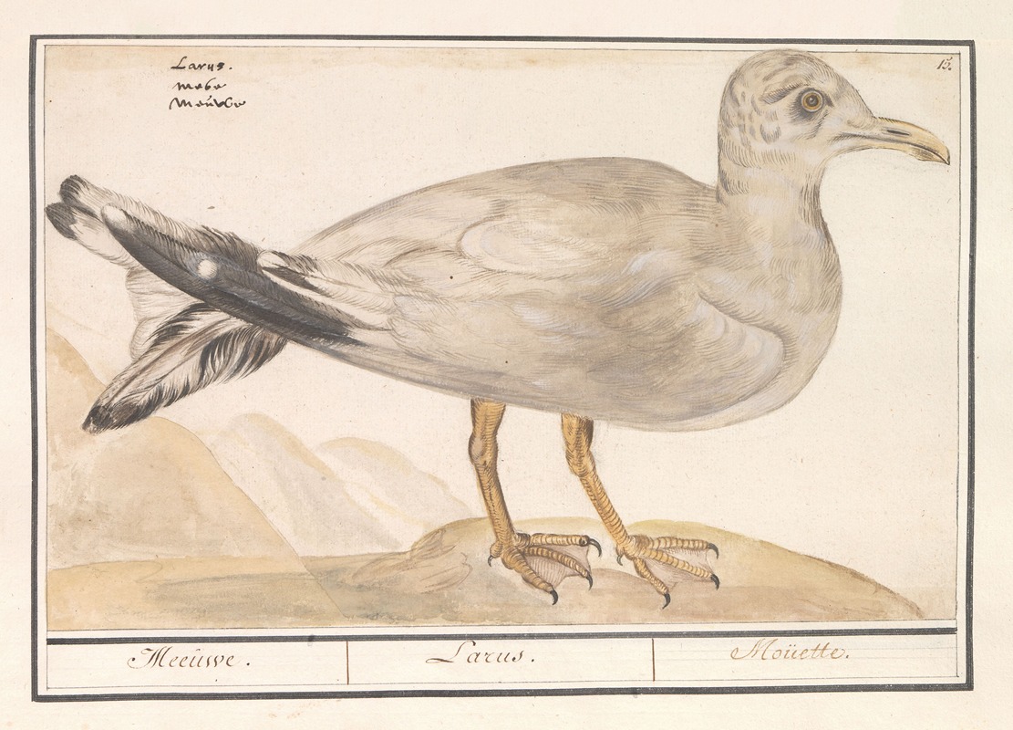 Anselmus Boëtius de Boodt - Zilvermeeuw (Larus argentatus)