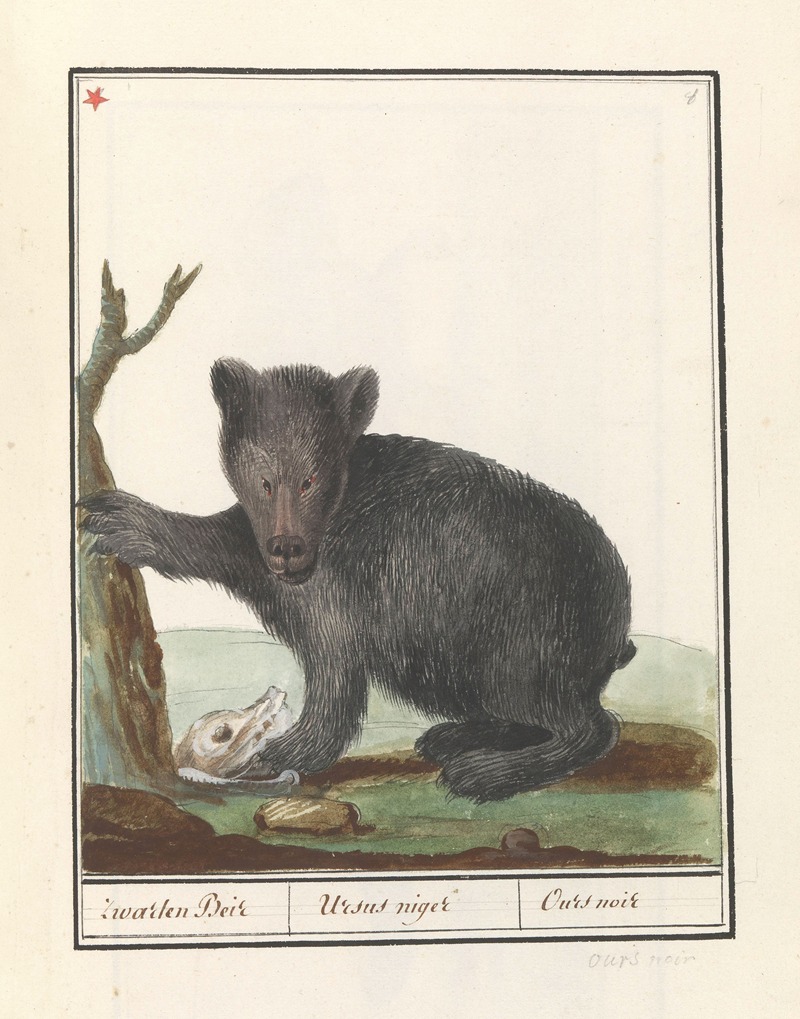 Anselmus Boëtius de Boodt - Zwarte beer (Ursus) Zwarten Beir Ursus niger Ours noir