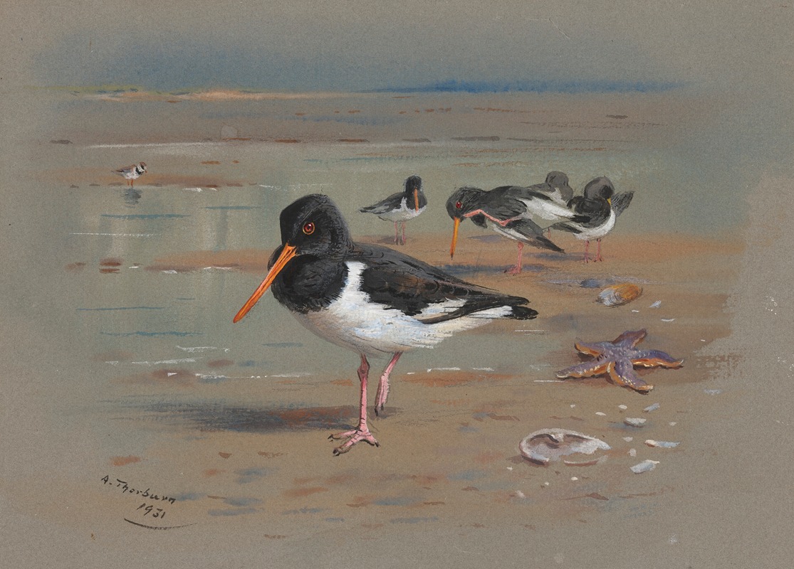 Archibald Thorburn - Oyster Catchers