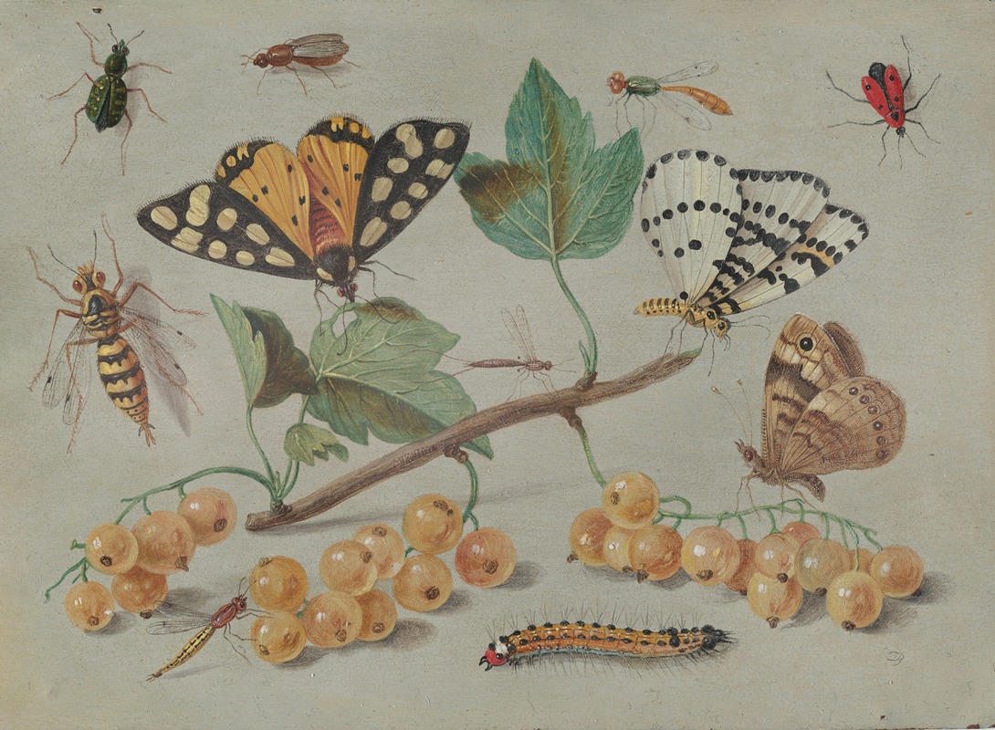 Jan Van Kessel The Elder - Study of Butterfly and Insects