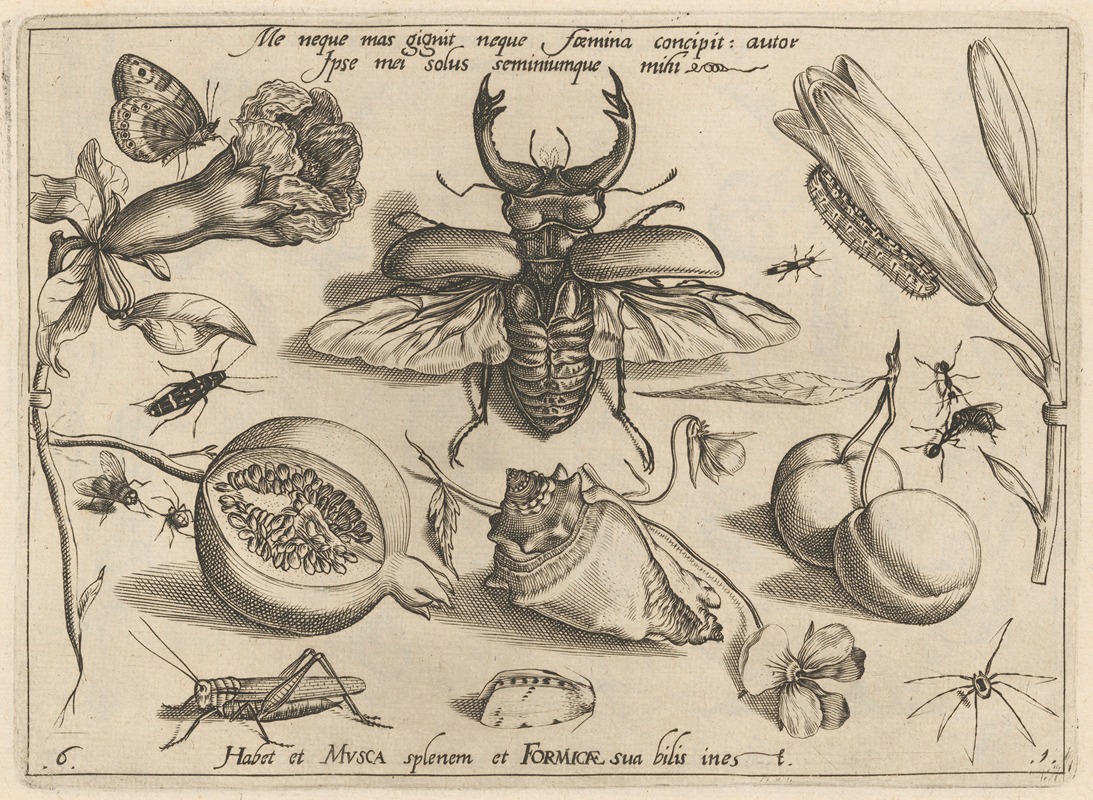 Joris Hoefnagel - Archetypa studiaque patris Georgii Hoefnagelii Pl.08