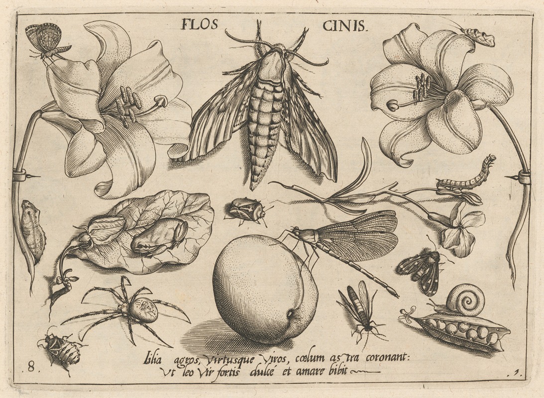 Joris Hoefnagel - Archetypa studiaque patris Georgii Hoefnagelii Pl.10