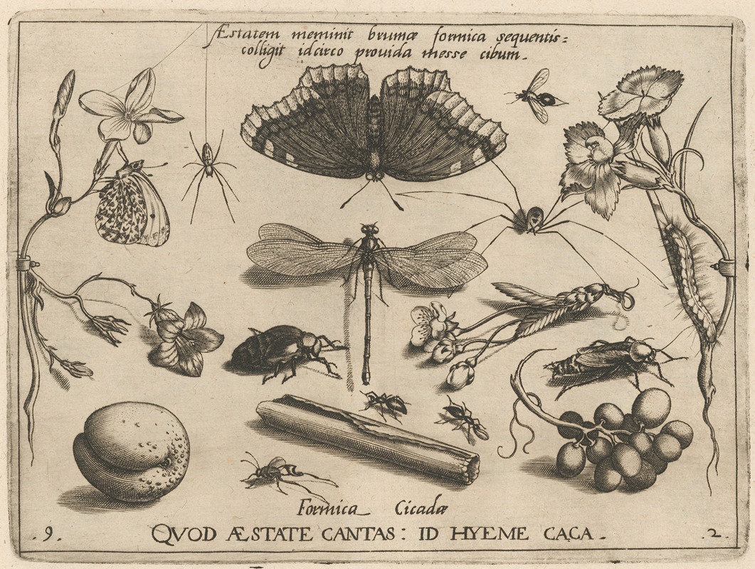 Joris Hoefnagel - Archetypa studiaque patris Georgii Hoefnagelii Pl.24