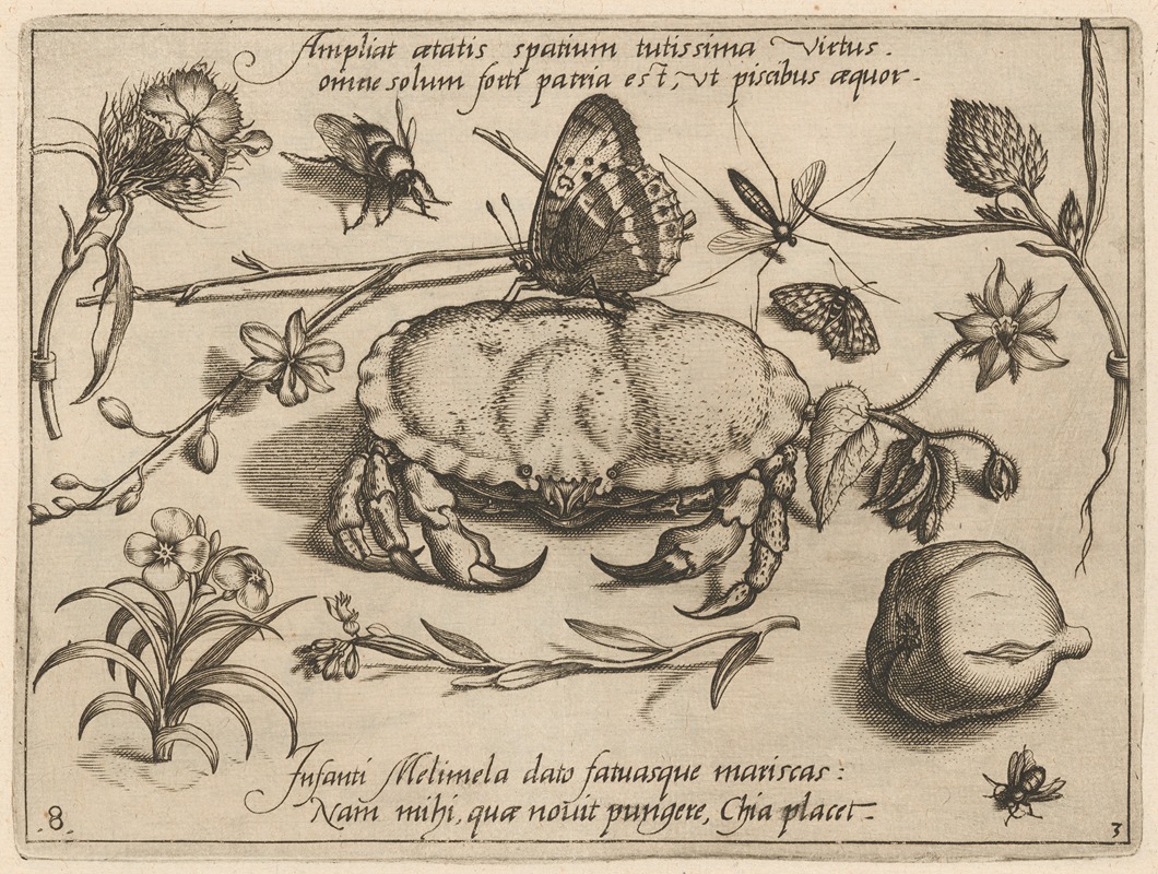 Joris Hoefnagel - Archetypa studiaque patris Georgii Hoefnagelii Pl.36