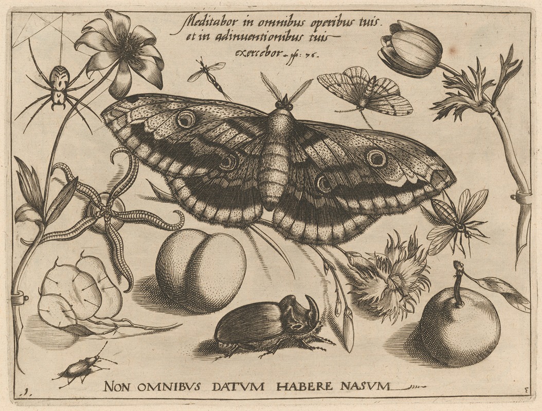 Joris Hoefnagel - Archetypa studiaque patris Georgii Hoefnagelii Pl.38