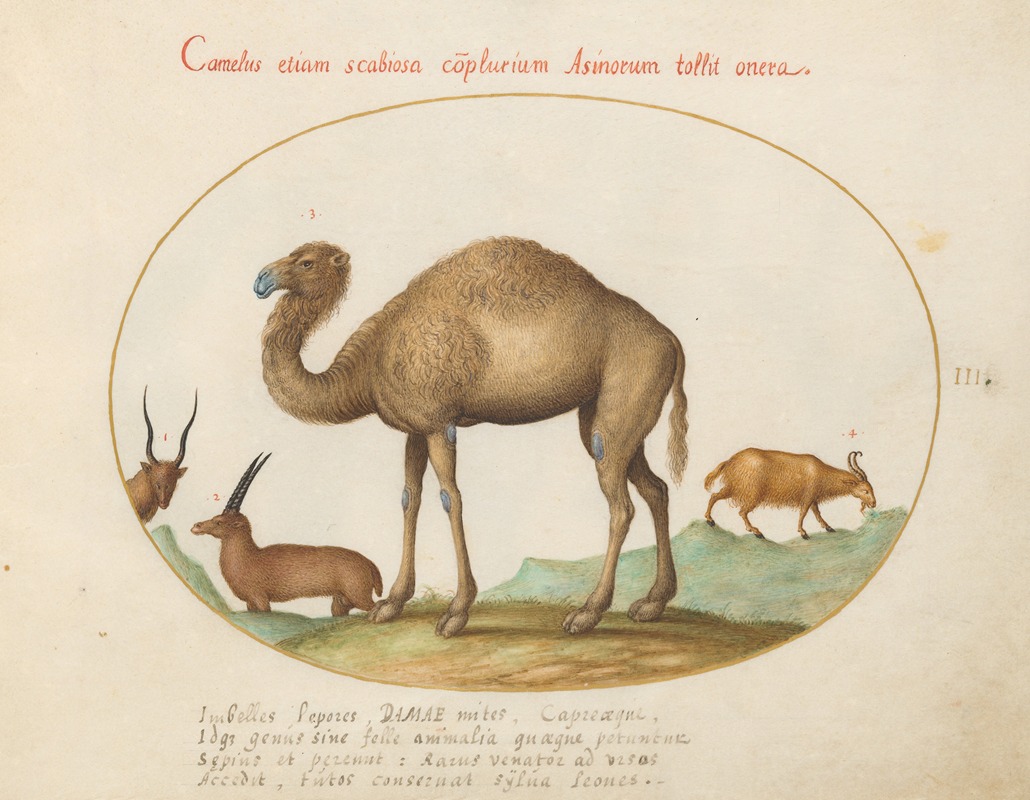 Joris Hoefnagel - Camel, Ibex, and Goat