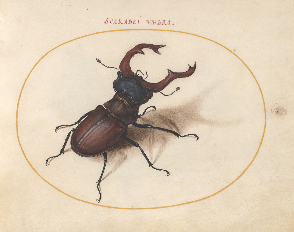 Joris Hoefnagel - Plate 05; Stag Beetle