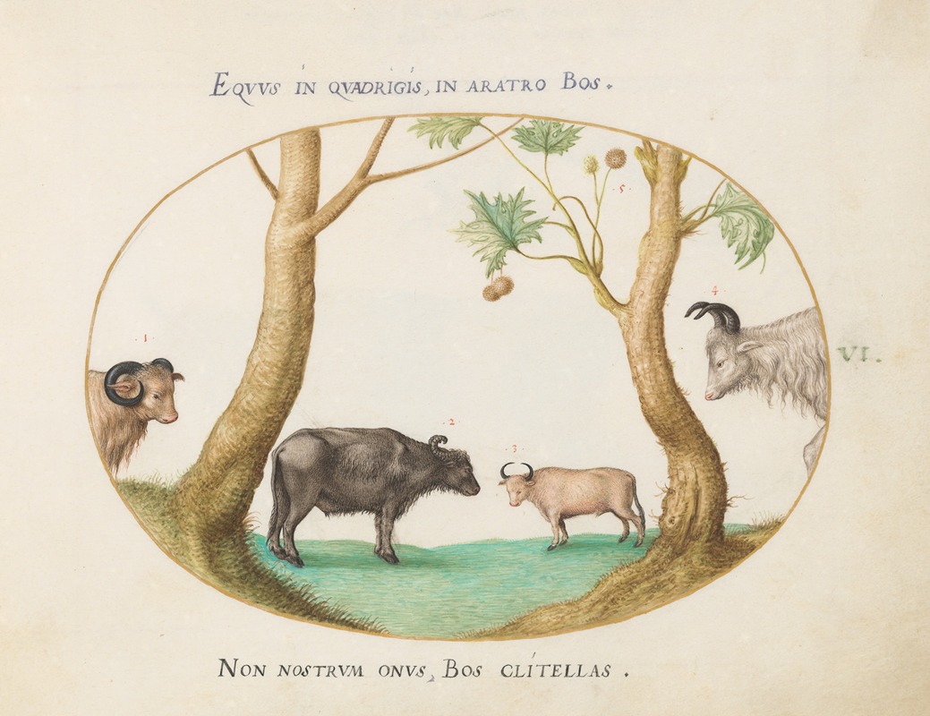 Joris Hoefnagel - A Variety of Oxen with a Ram and a Water Buffalo by a Plane Tree