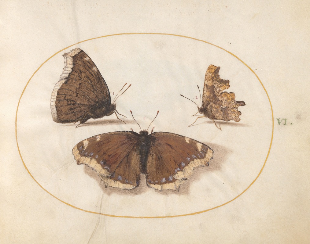 Joris Hoefnagel - Plate 06; Two Views of a Mourning Cloak (Camberwell Beauty) Butterfly with a Comma Butterfly