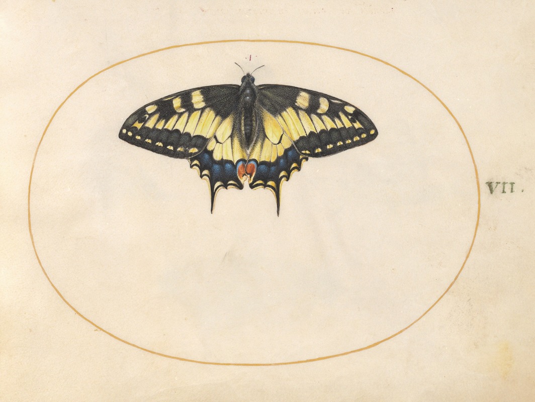 Joris Hoefnagel - Plate 07; Swallowtail Butterfly