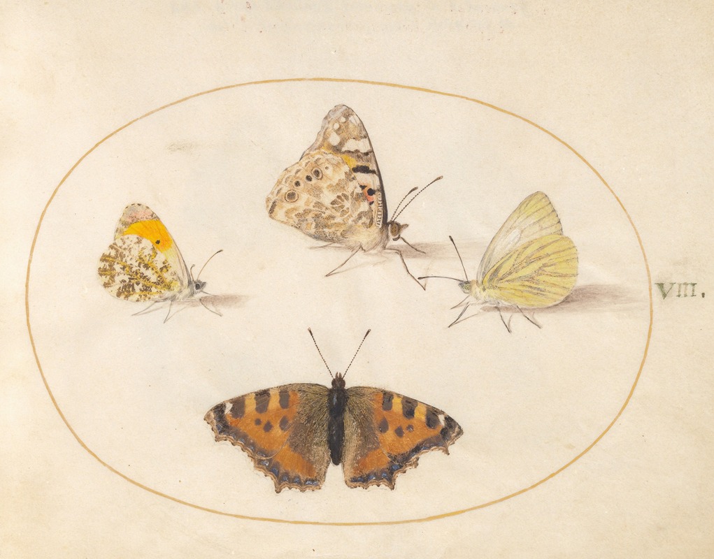 Joris Hoefnagel - Plate 08; Orange Tip, Painted Lady, Southern Small White, and Small Tortoiseshell Butterflies