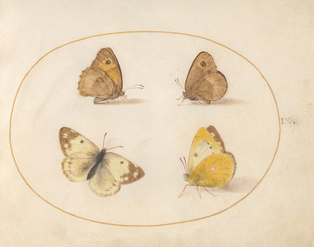 Joris Hoefnagel - Plate 09; Meadow Brown, Gatekeeper, Clouded Yellow, and Bath White Butterflies