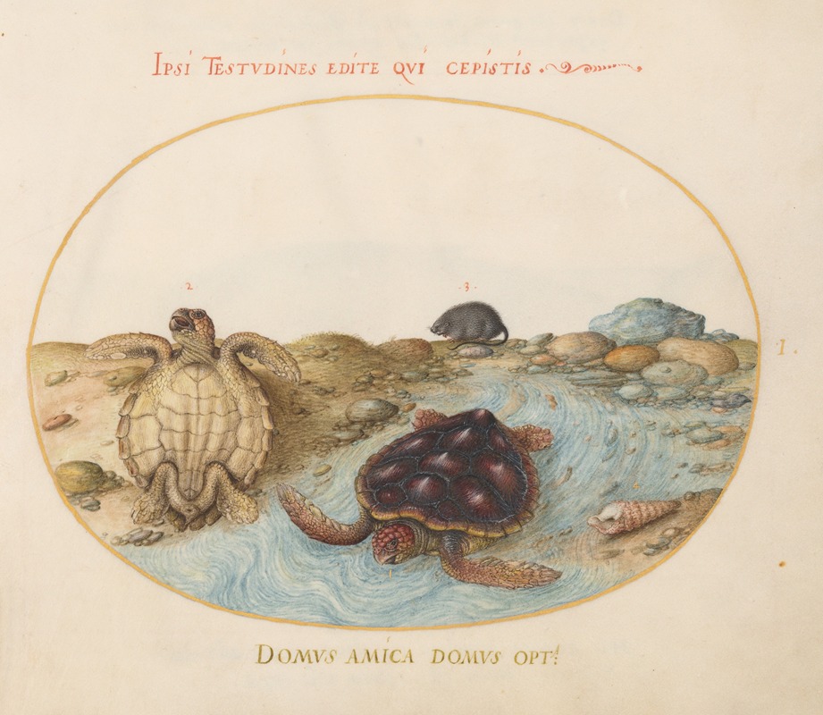 Joris Hoefnagel - Plate 1; Two Loggerhead or Green Sea Turtles, a Muskrat, and Shells