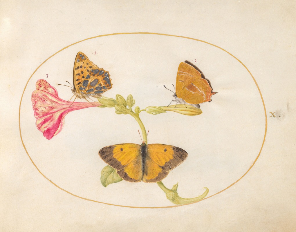 Joris Hoefnagel - Plate 10; Brown Hairstreak, Silver-Washed Fritillary, and Clouded Yellow Butterflies on a Four-o’-Clock Flower