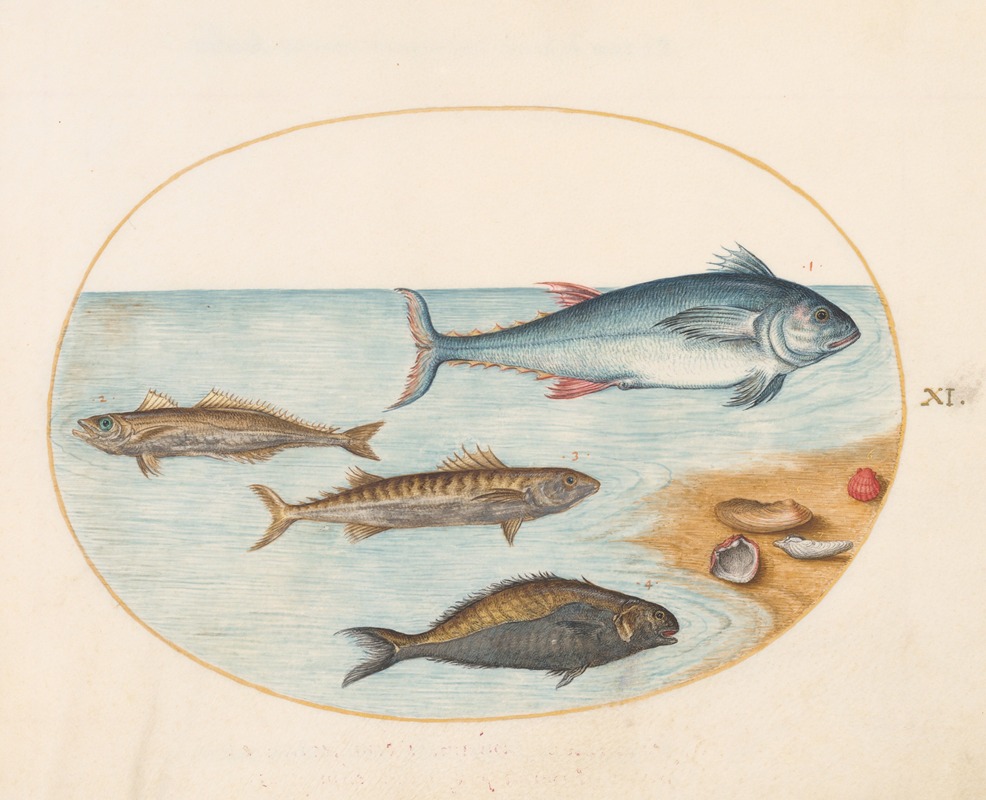 Joris Hoefnagel - Plate 11; Four Fish and Shells