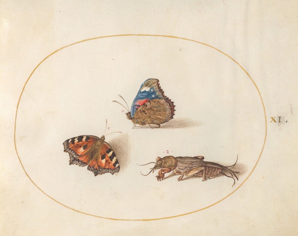 Joris Hoefnagel - Plate 11; Small Tortoiseshell and Red Admiral Butterflies with a Mole Cricket