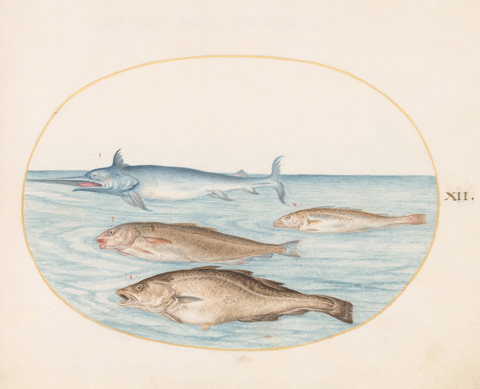 Joris Hoefnagel - Plate 12; A Swordfish and Three Other Fish