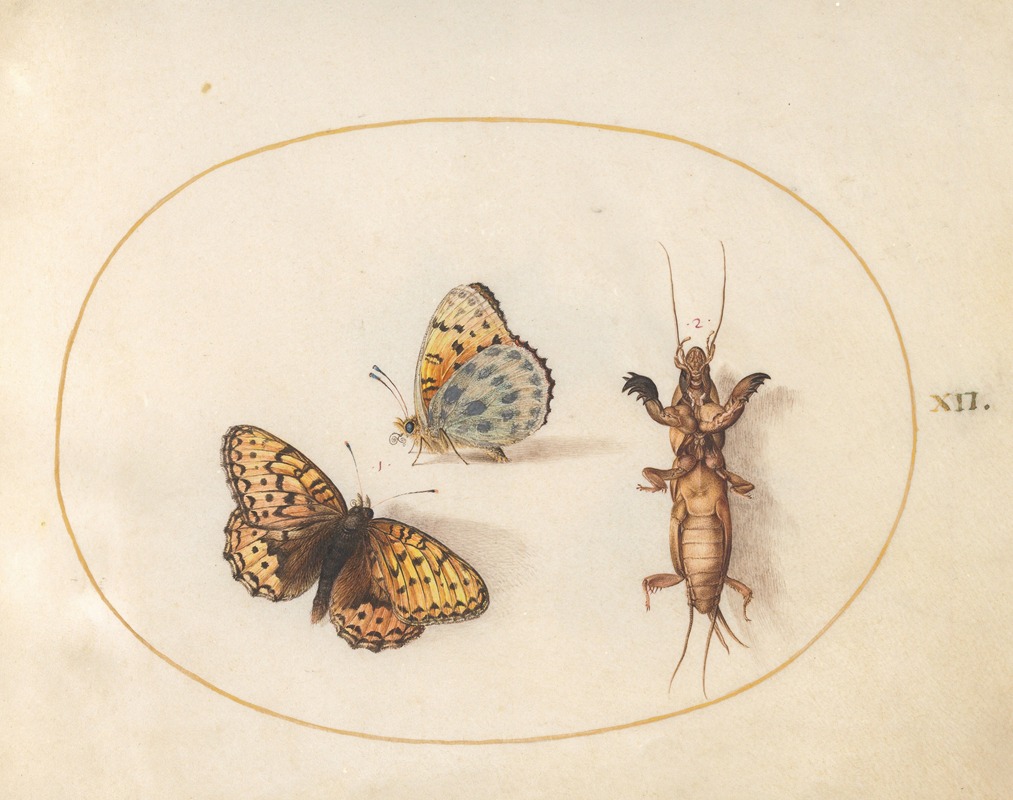 Joris Hoefnagel - Plate 12; Two Views of a Silver-Bordered Fritillary and a Mole Cricket