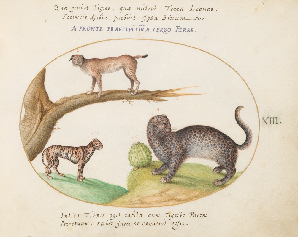 Joris Hoefnagel - A Tiger, a Lynx, and a Jaguar