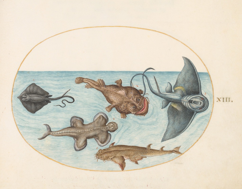 Joris Hoefnagel - Plate 13; Two Stingrays, an Anglerfish, a Monkfish and an Angel Shark