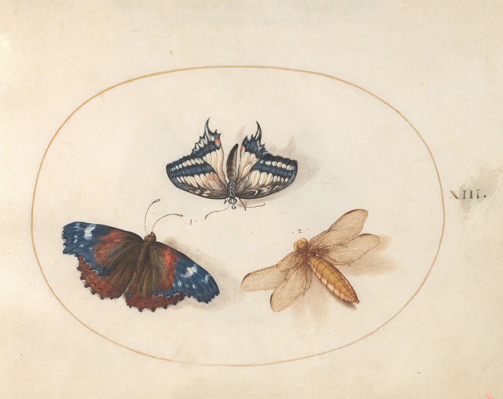 Joris Hoefnagel - Plate 13; Yellow Swallowtail and Red Admiral Butterflies with a Dragonfly (Broad-Bodied Chaser)