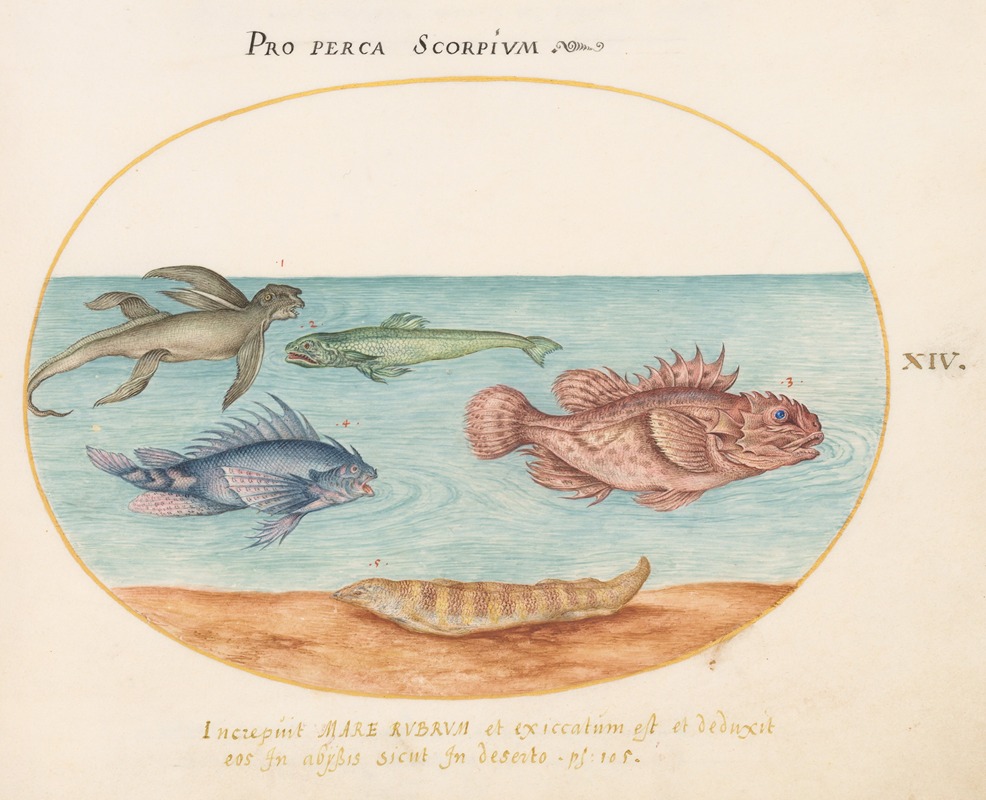 Joris Hoefnagel - Plate 14; A ‘Sea Ape,’ Two Scorpion Fish, and Two Other Fish