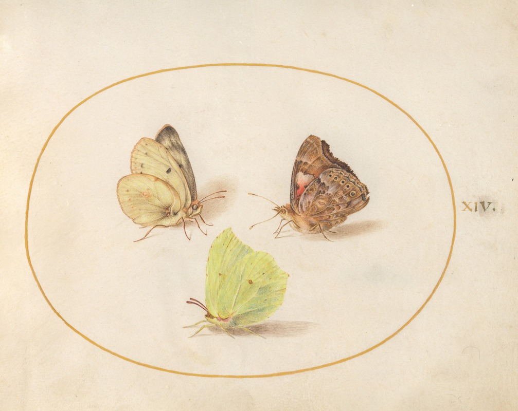 Joris Hoefnagel - Plate 14; Common Brimstone, Painted Lady, and Clouded Yellow Butterflies